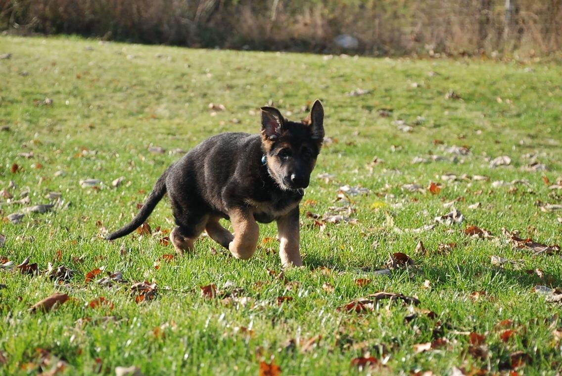 Schæferhund Diego billede 8