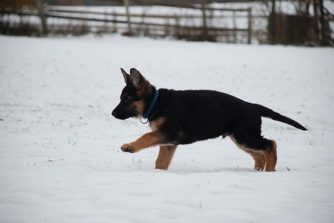 Schæferhund Diego billede 10