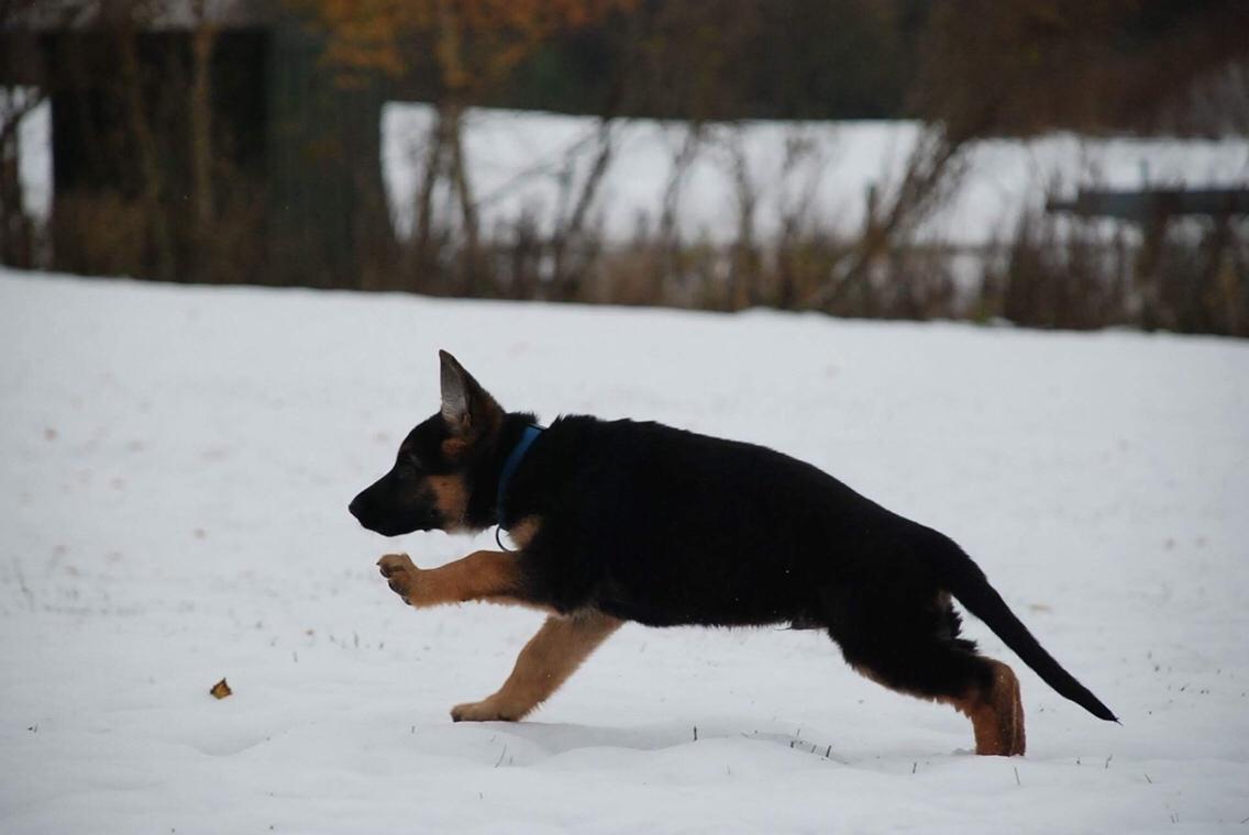Schæferhund Diego billede 9