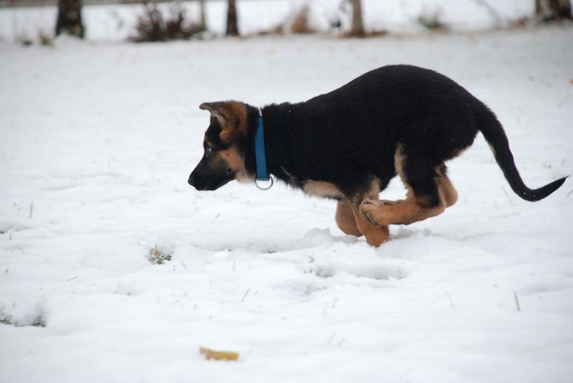 Schæferhund Diego billede 12