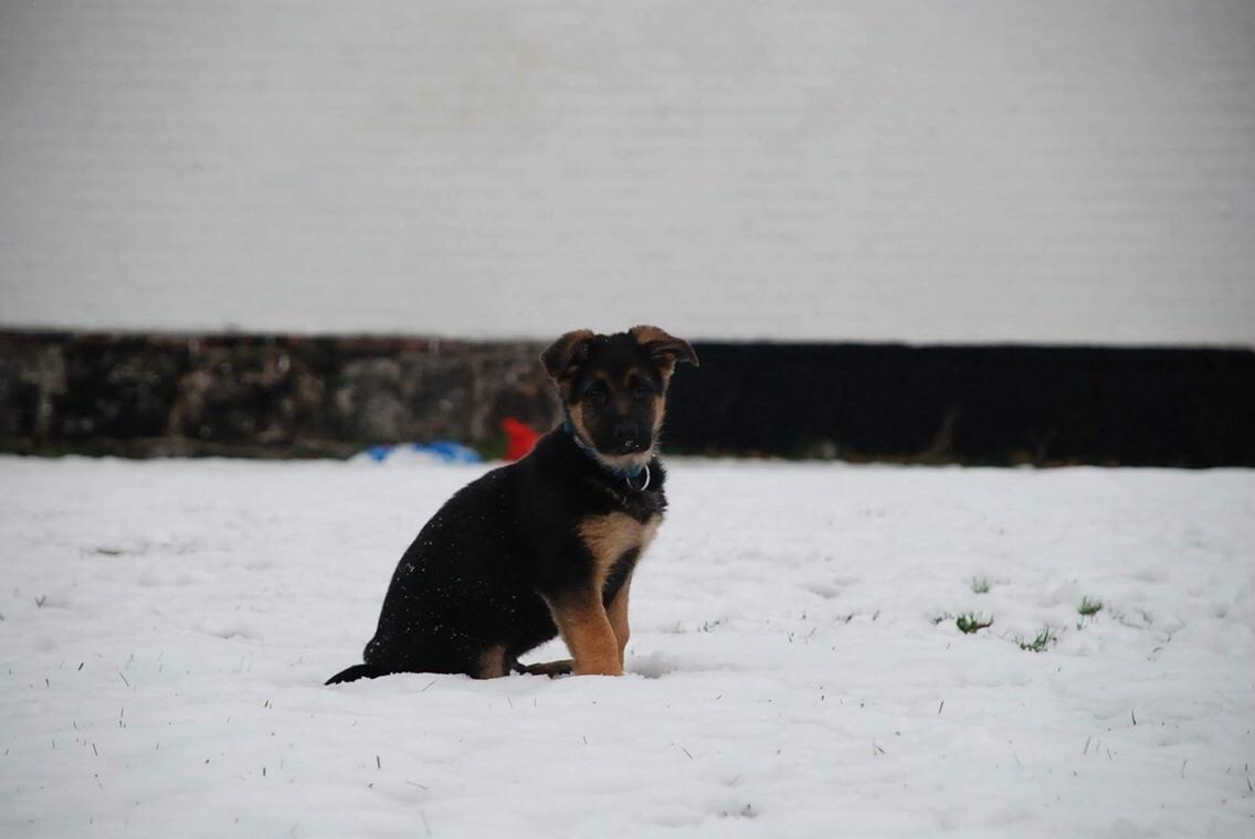 Schæferhund Diego billede 13