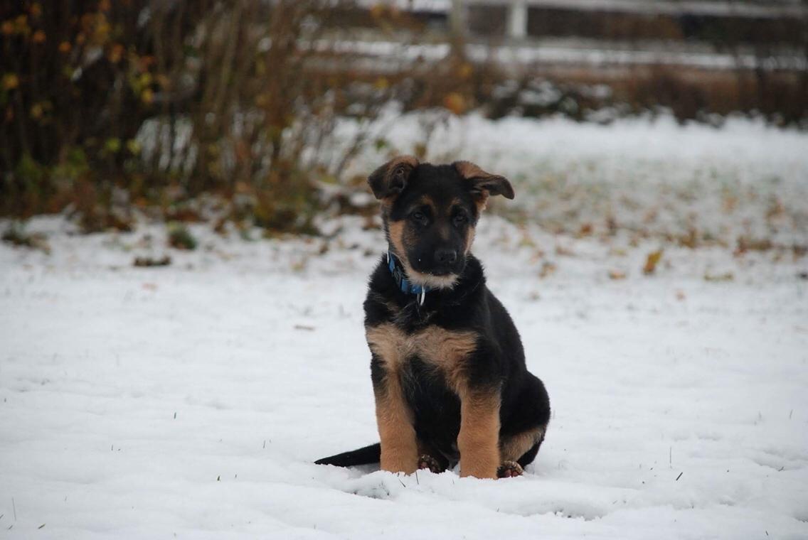 Schæferhund Diego billede 11