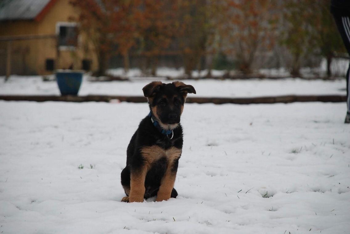 Schæferhund Diego billede 14