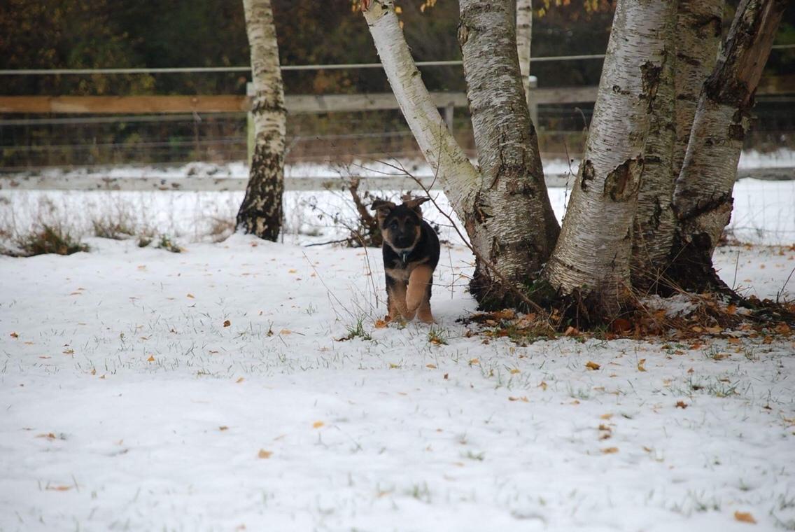 Schæferhund Diego billede 16