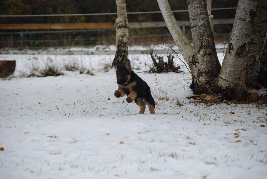 Schæferhund Diego billede 15