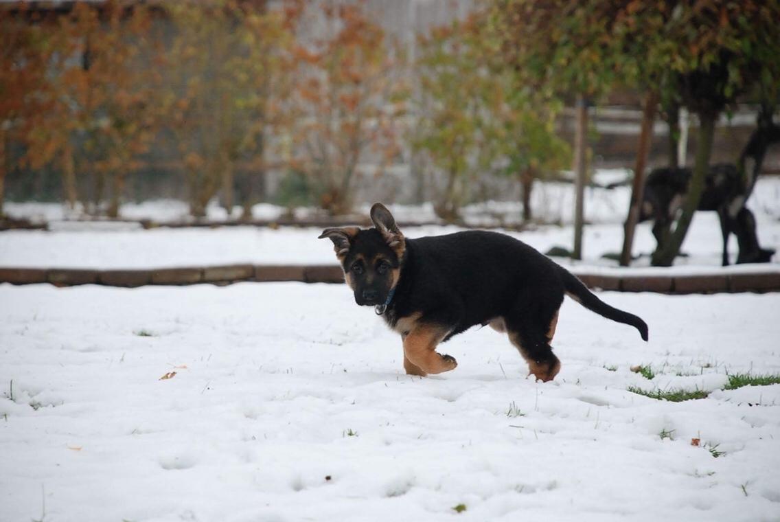 Schæferhund Diego billede 17