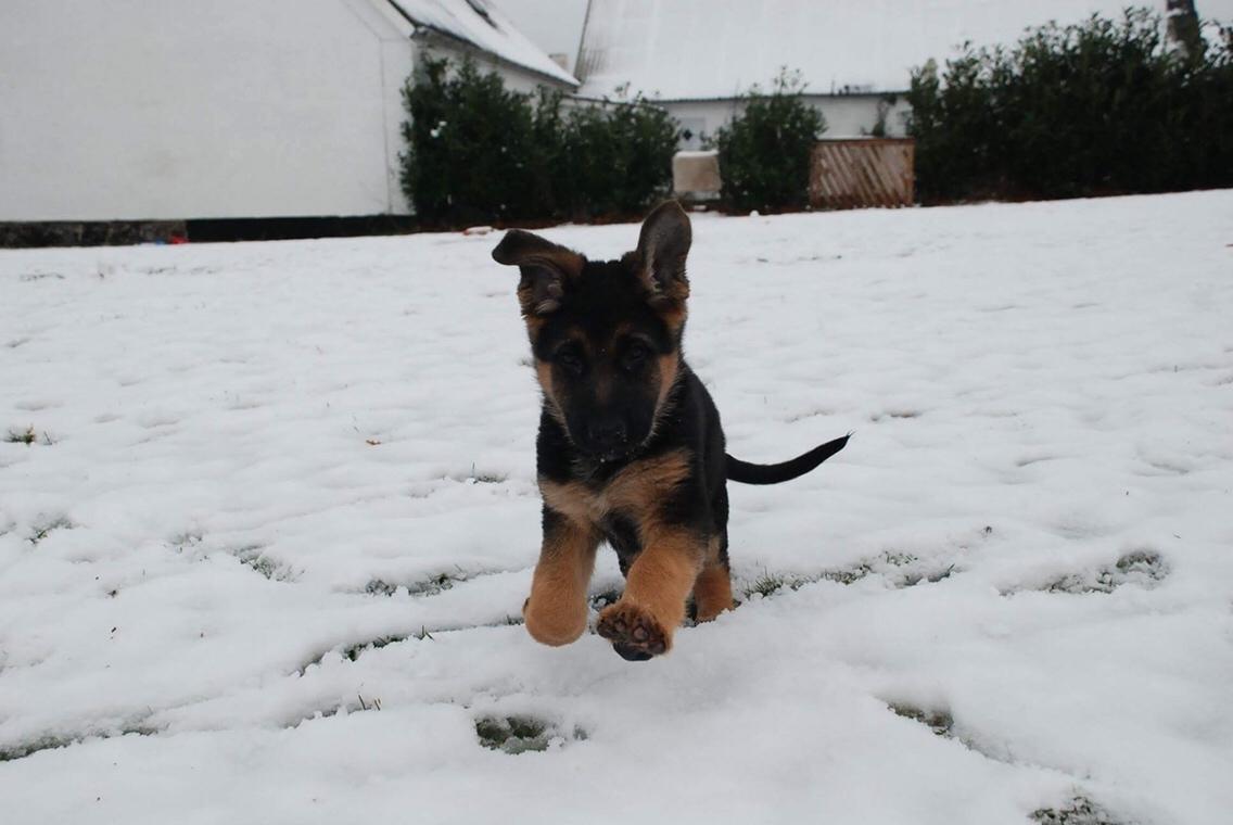 Schæferhund Diego billede 18