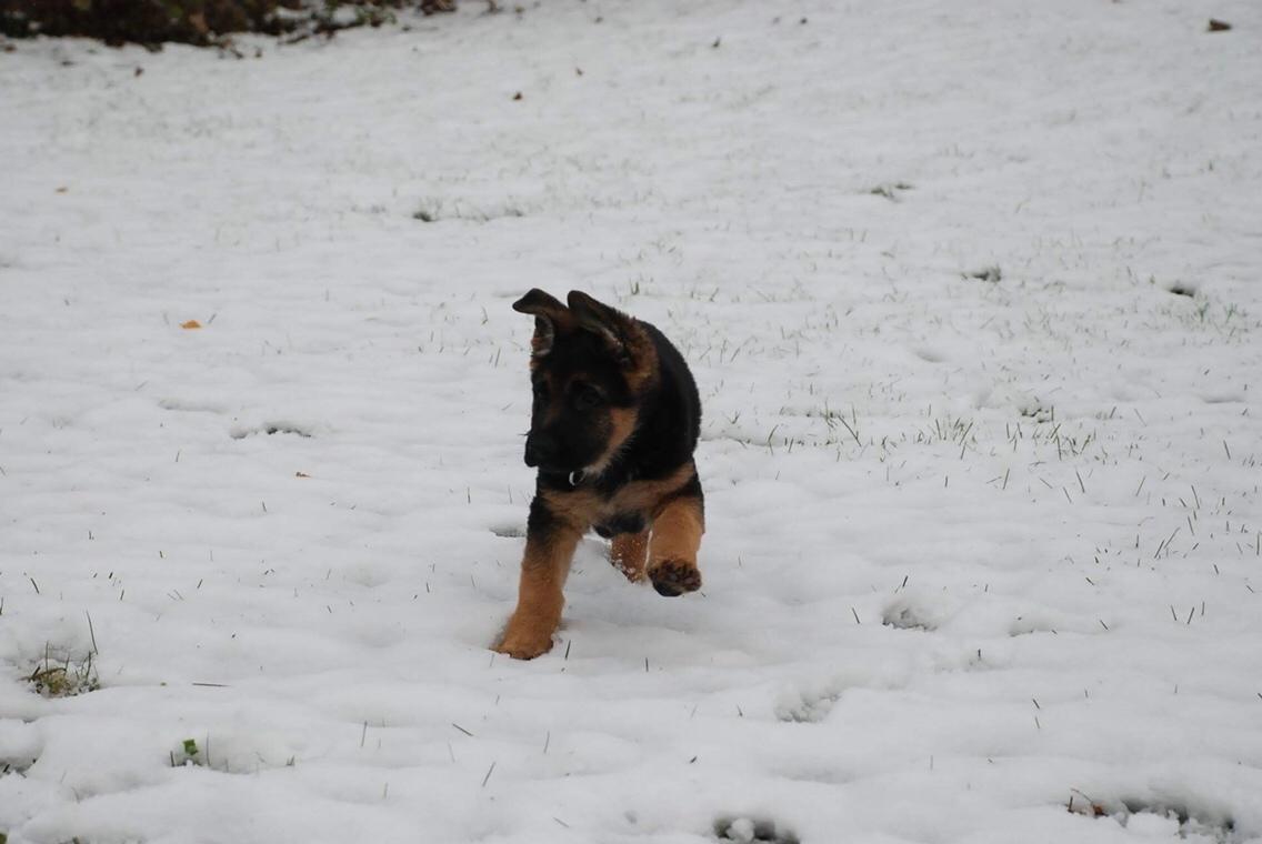 Schæferhund Diego billede 22