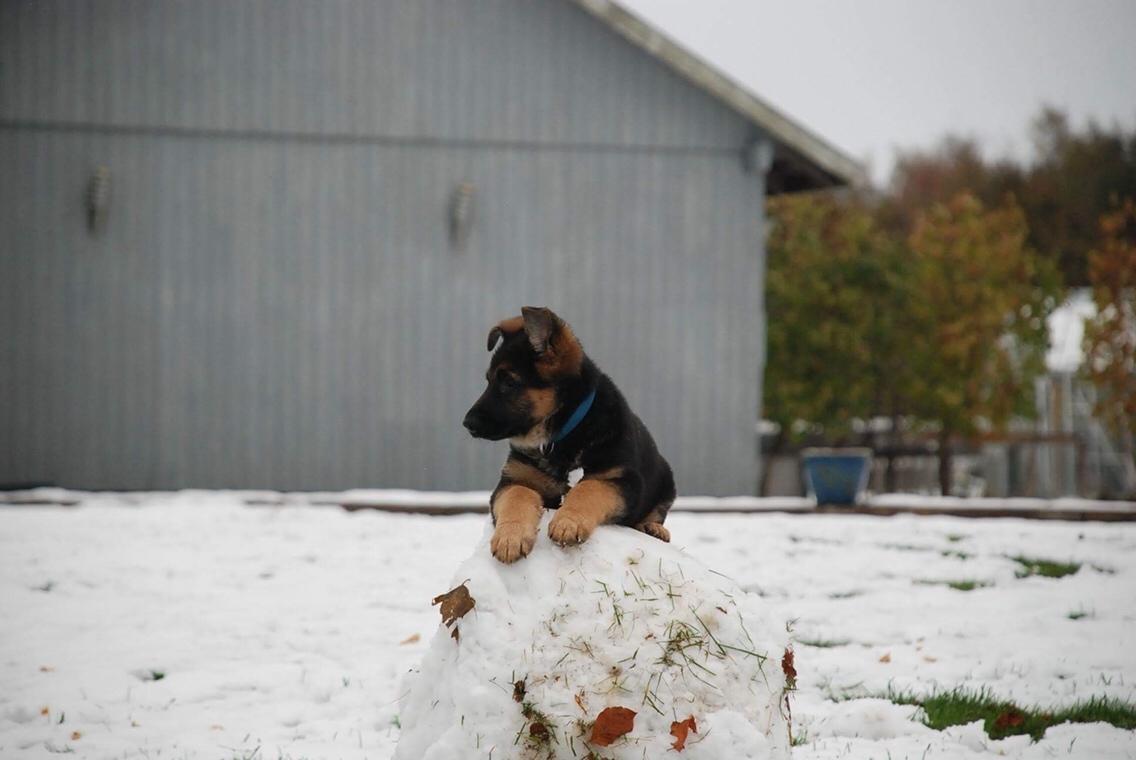Schæferhund Diego billede 23