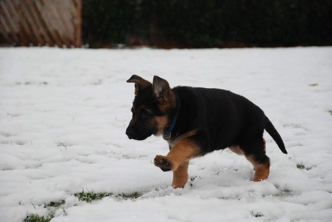 Schæferhund Diego billede 24