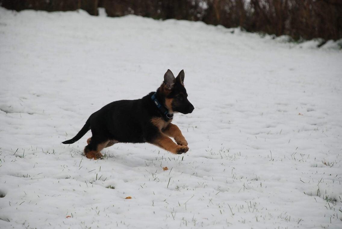 Schæferhund Diego billede 21