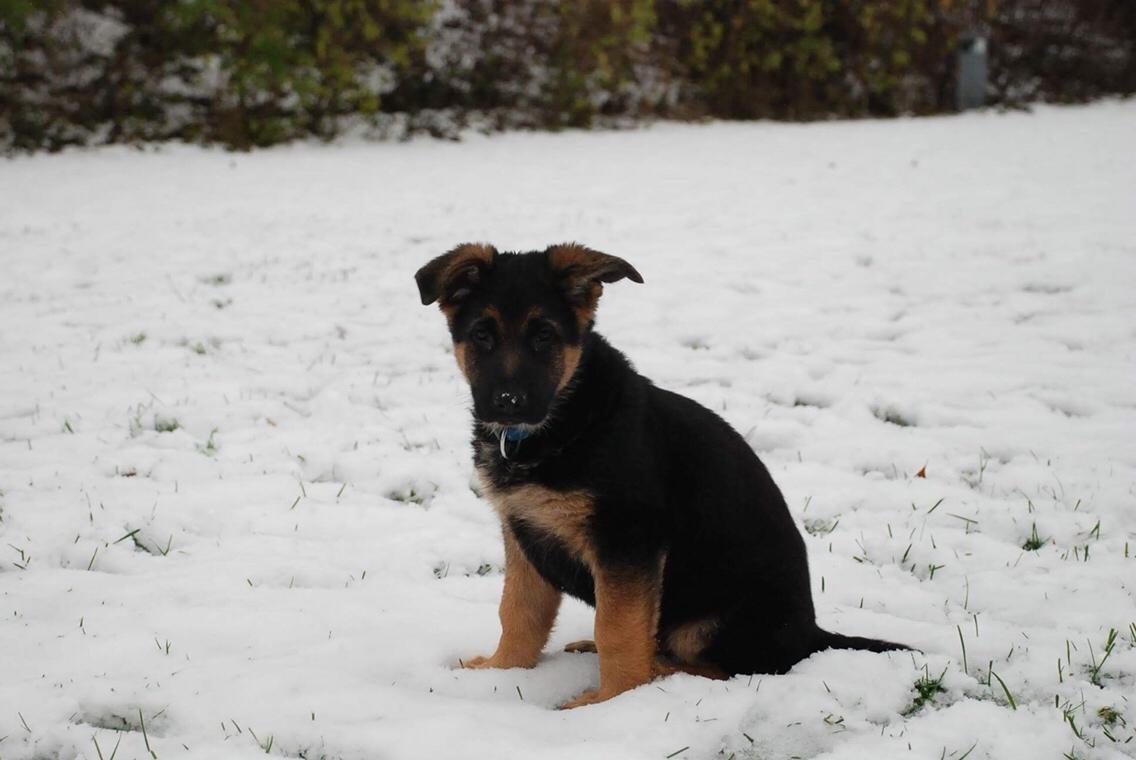 Schæferhund Diego billede 25