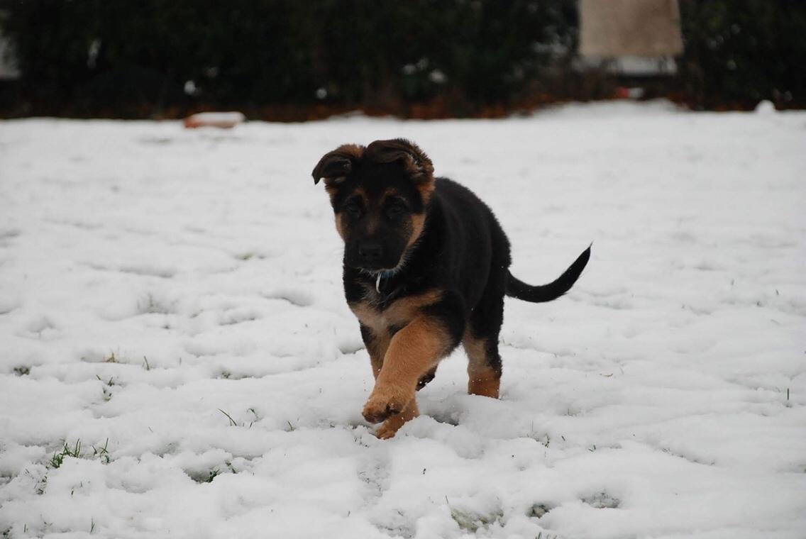 Schæferhund Diego billede 27
