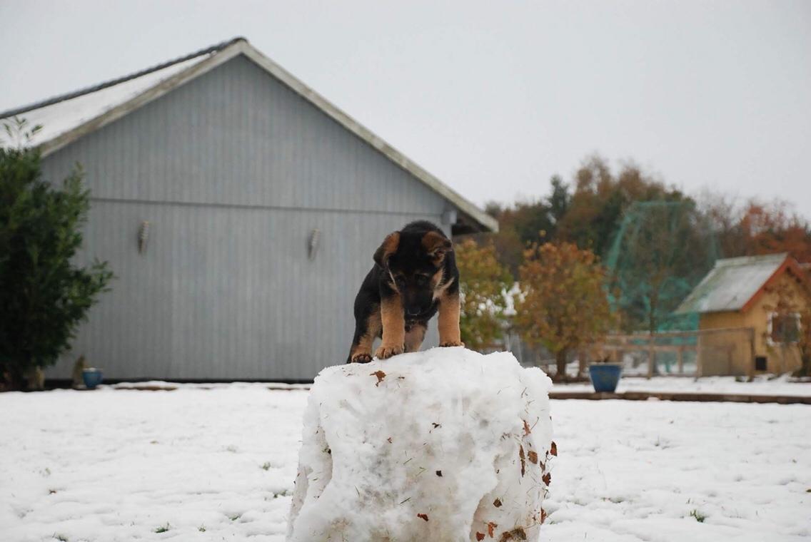 Schæferhund Diego billede 26