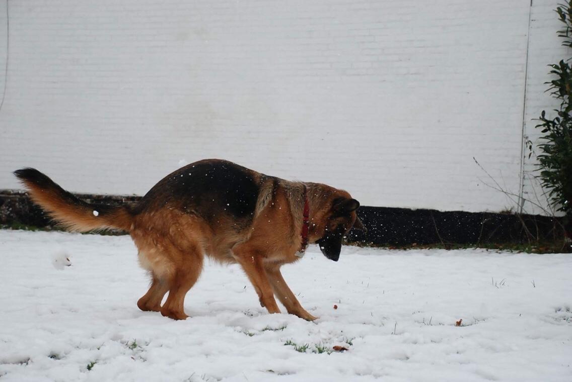 Schæferhund Dasiy billede 5