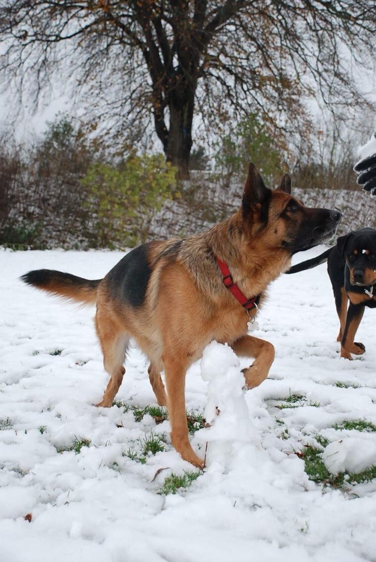 Schæferhund Dasiy billede 10