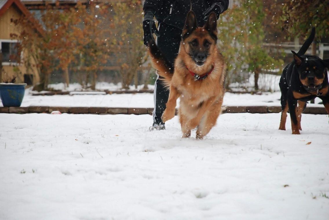 Schæferhund Dasiy billede 12