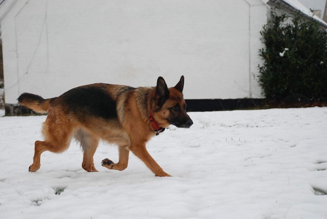 Schæferhund Dasiy billede 13