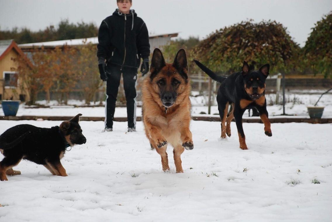 Schæferhund Dasiy billede 11