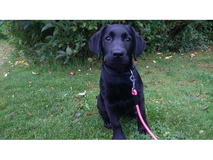 Labrador retriever Enya billede 1