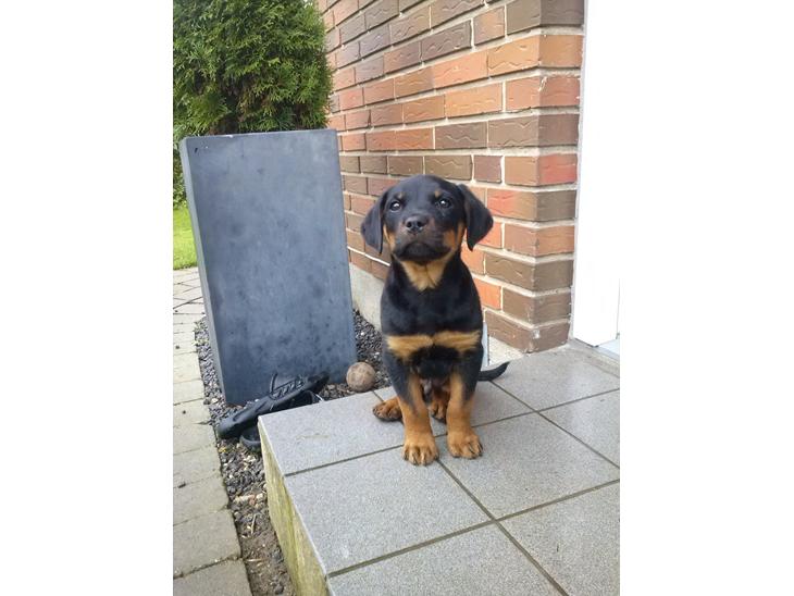 Rottweiler Jason billede 1