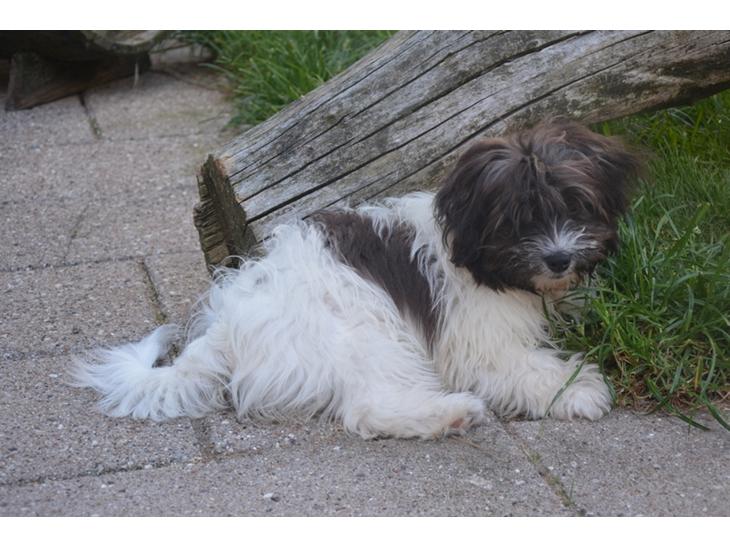 Bichon havanais Bella billede 1