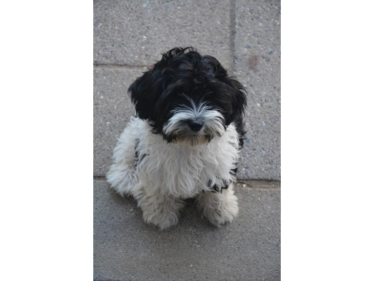 Bichon havanais Berta billede 1