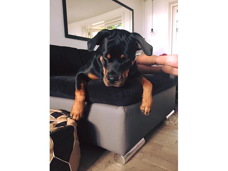 {{currentPhoto.altText}} billede {{currentPhoto.number}}