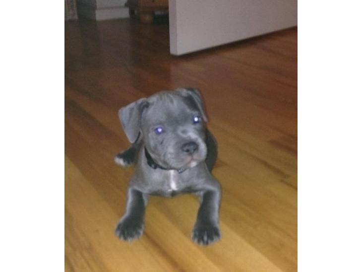 Staffordshire bull terrier Herman billede 1