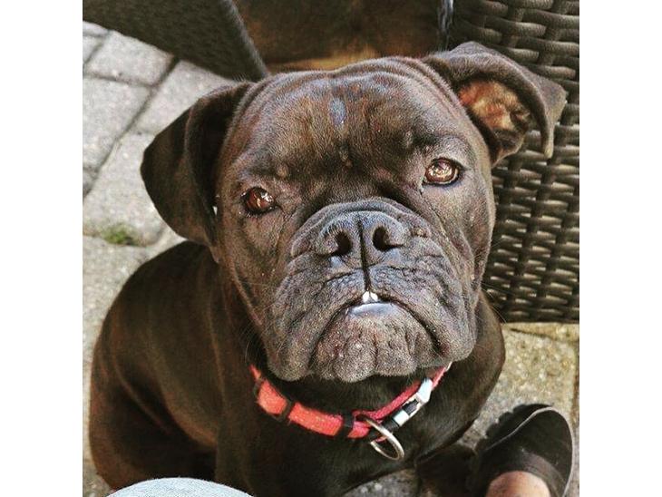 {{currentPhoto.altText}} billede {{currentPhoto.number}}