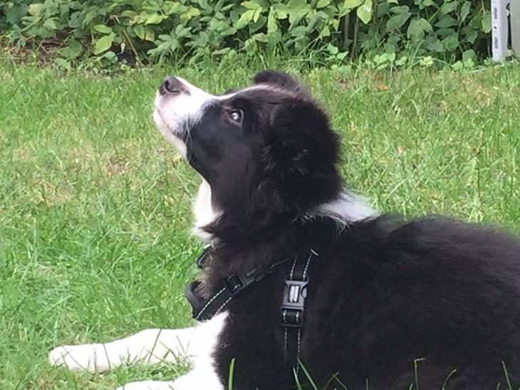 Border collie Selma billede 1