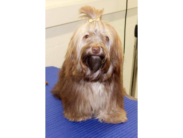 Bichon havanais Freya -  første Soignerings kursus 10 md billede 1