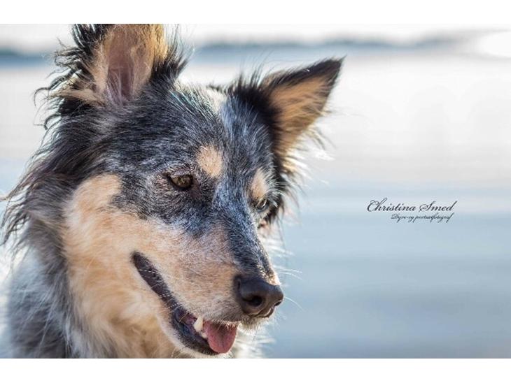 Australsk cattledog Turbo billede 0