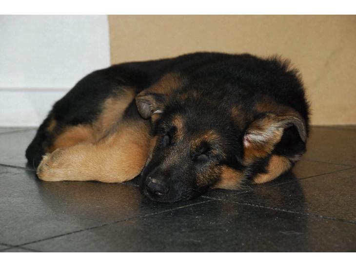 Schæferhund Diego billede 0
