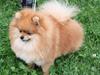 Pomeranian Noel
