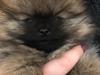 Pomeranian Chica