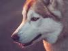 Siberian husky Mesmocan Princess Kasa