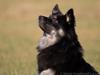 Islandsk fårehund Ásdis