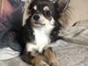 Chihuahua Iza