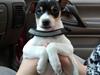 Dansk svensk gaardhund Gabbie