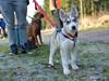 Siberian husky Svartedalens Husky Sansa