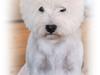 West highland white terrier AND THIS IS ME BRENDA VOM SCHMUTTERTAL
