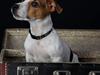 Jack russell terrier Conrad Markussen 