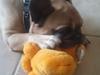 Fransk bulldog Arkim