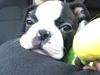 Boston terrier Wilma