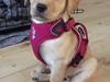Labrador retriever Casey