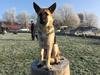 Schæferhund Miljo