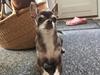 Chihuahua Ink