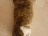 Welsh corgi cardigan Albert