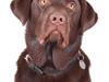 Labrador retriever Buddy